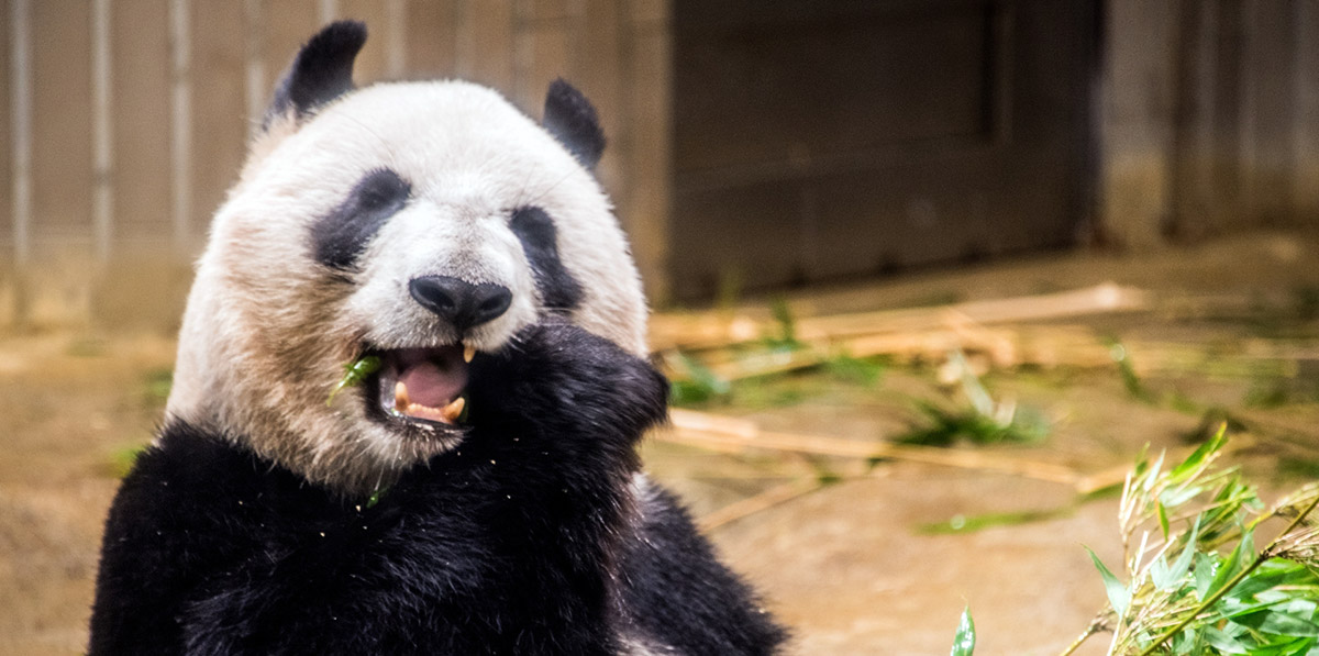 山ごはん　ミニラーメン
