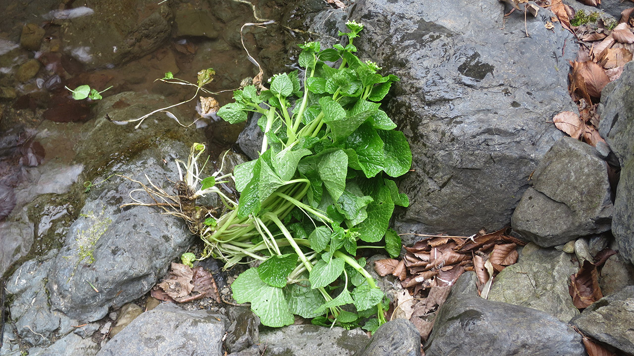 葉ワサビ
