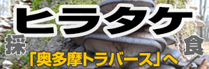天然ヒラタケを食す