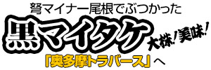 弩マイナー尾根でマイタケにぶつかった