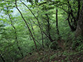 浅間尾根（鷹ノ巣山）、コマ尾根