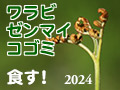 ワラビ、ゼンマイ、コゴミ、2024